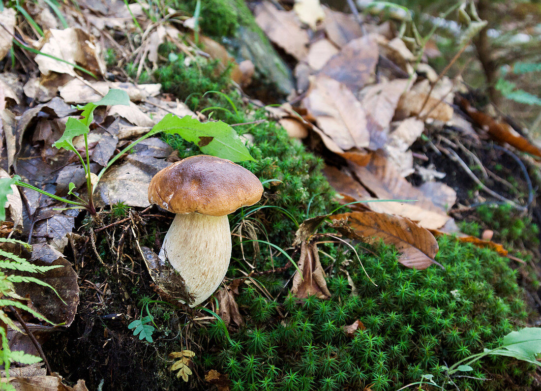 Wild Porcini Mushrooms