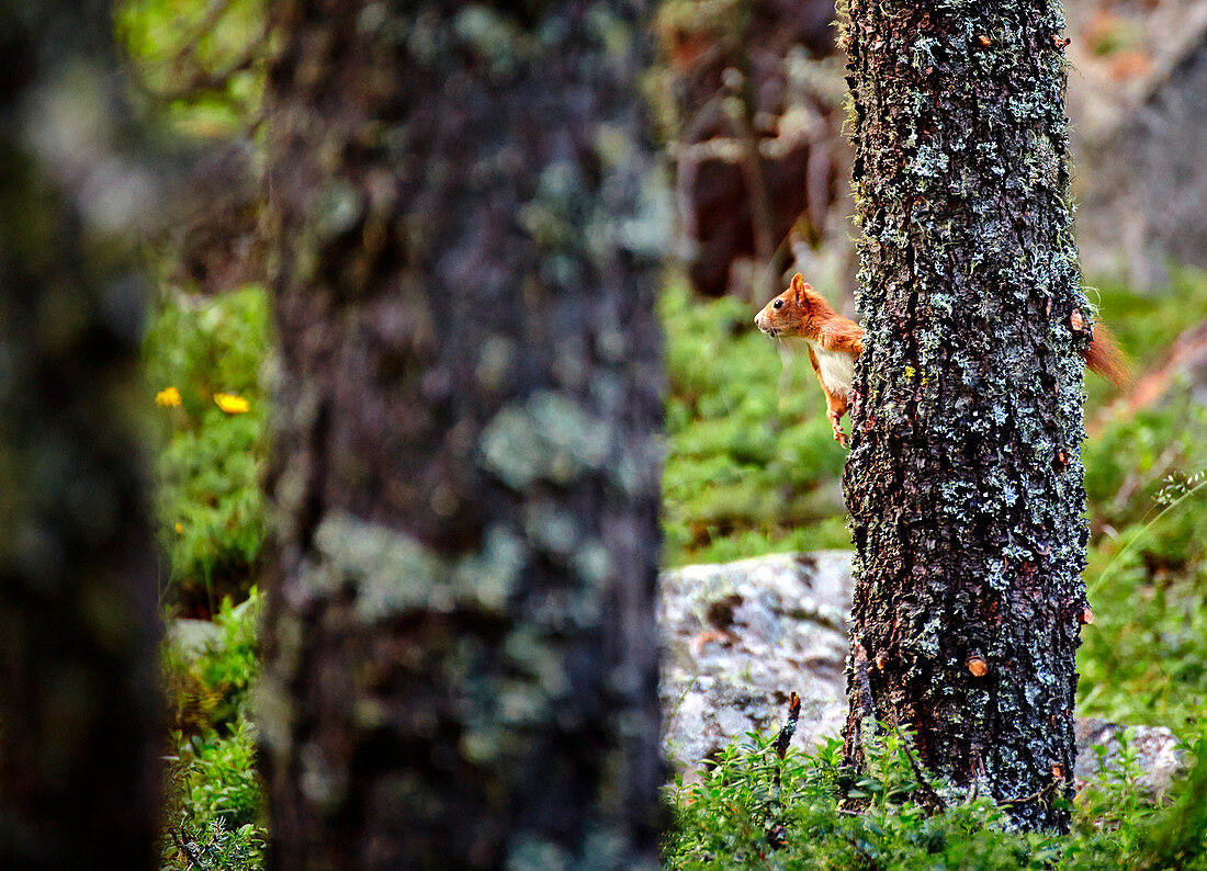 Roseg Valley, Pontresina, Grigioni, Schweiz, Ein klassisches Red Squirtel auf Alarm hinter einem Baum
