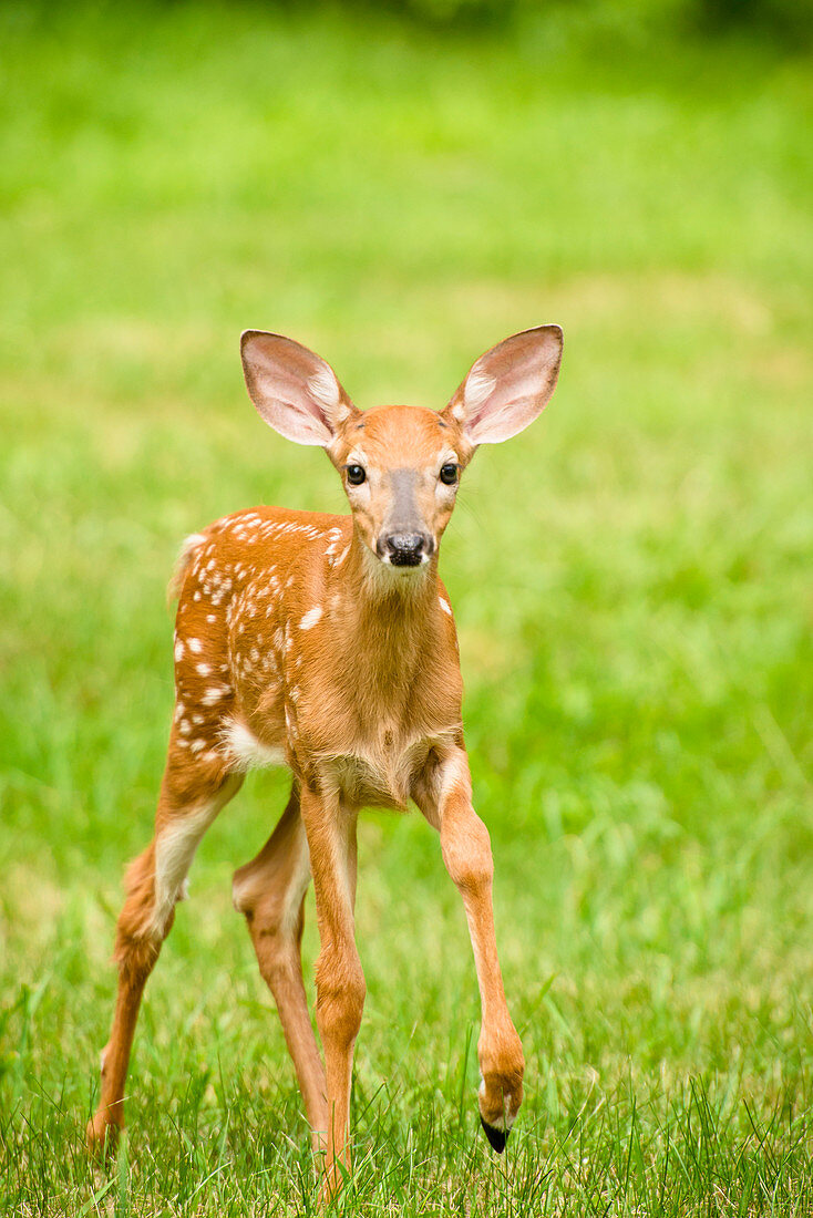 A Curious Young Deer Fawn Exploring A Green Backyard In Rhode Island