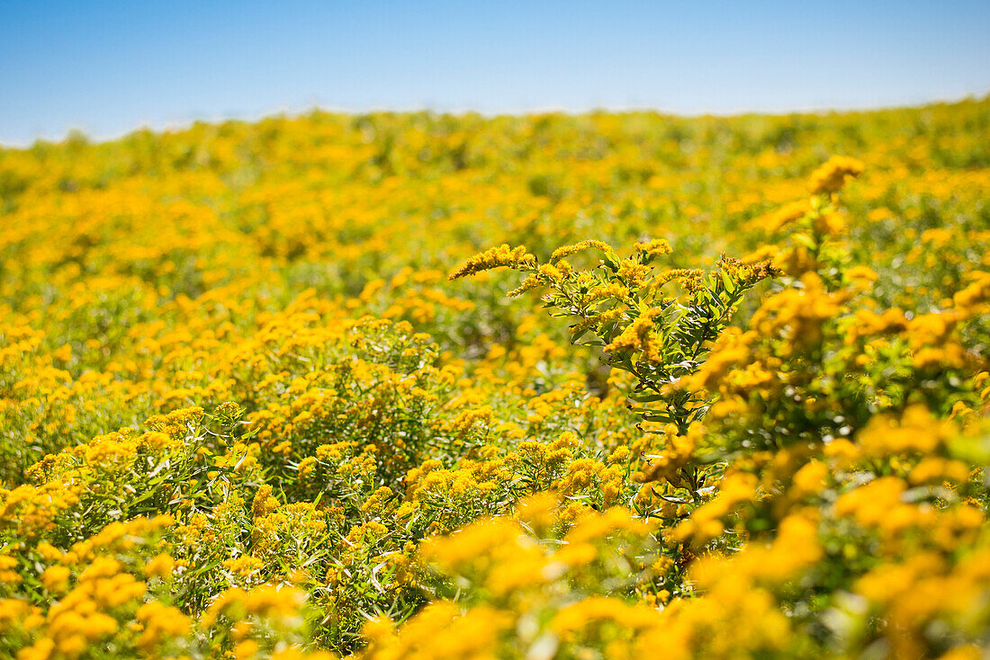 Fields Of Golden Rod In Late Summer On Block Island Offshore Of Rhode Island