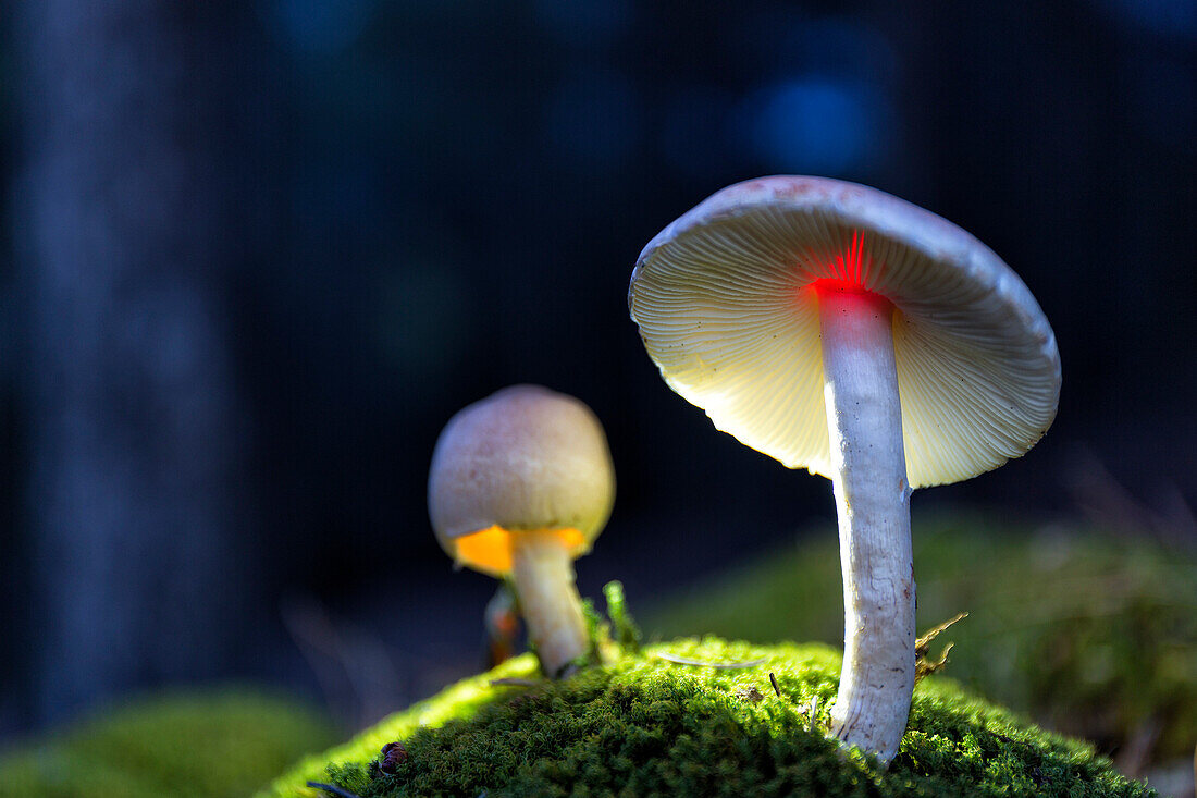 Close-up Of A Whitelaced Shank Mushroom