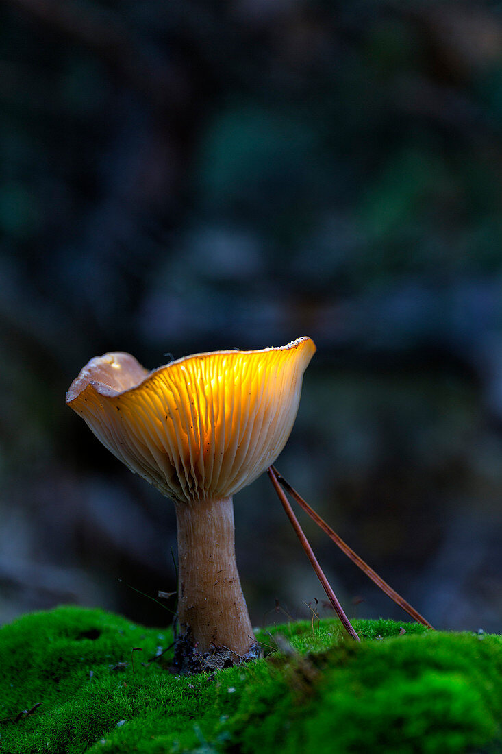 Close-up Of A Common Funnel Growing On Moss In Alto Tajo Natural Park