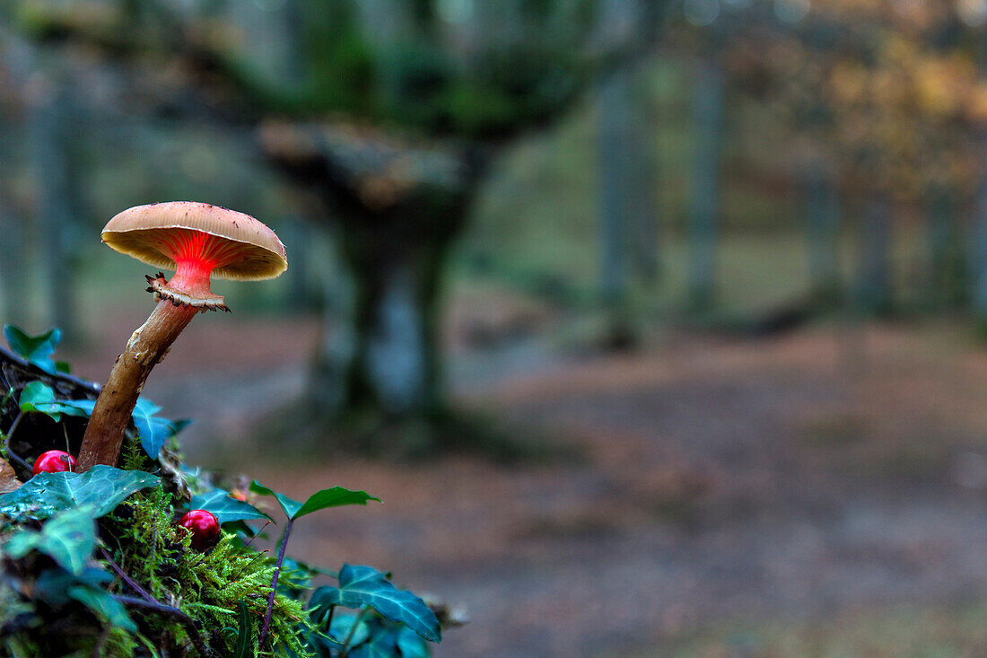 A Mushroom Growing In Beech Forest At Gorbea Natural Park