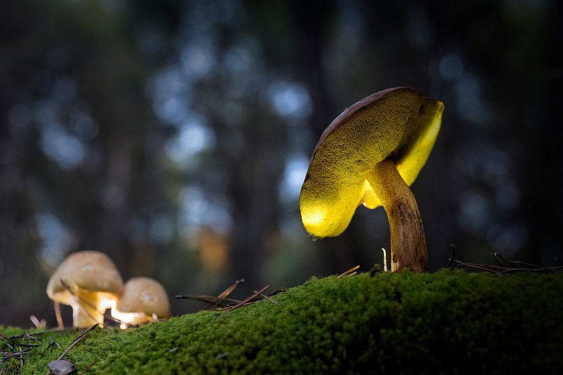 Greville's Bolete With Bovine Bolete Showing Underside With Pores