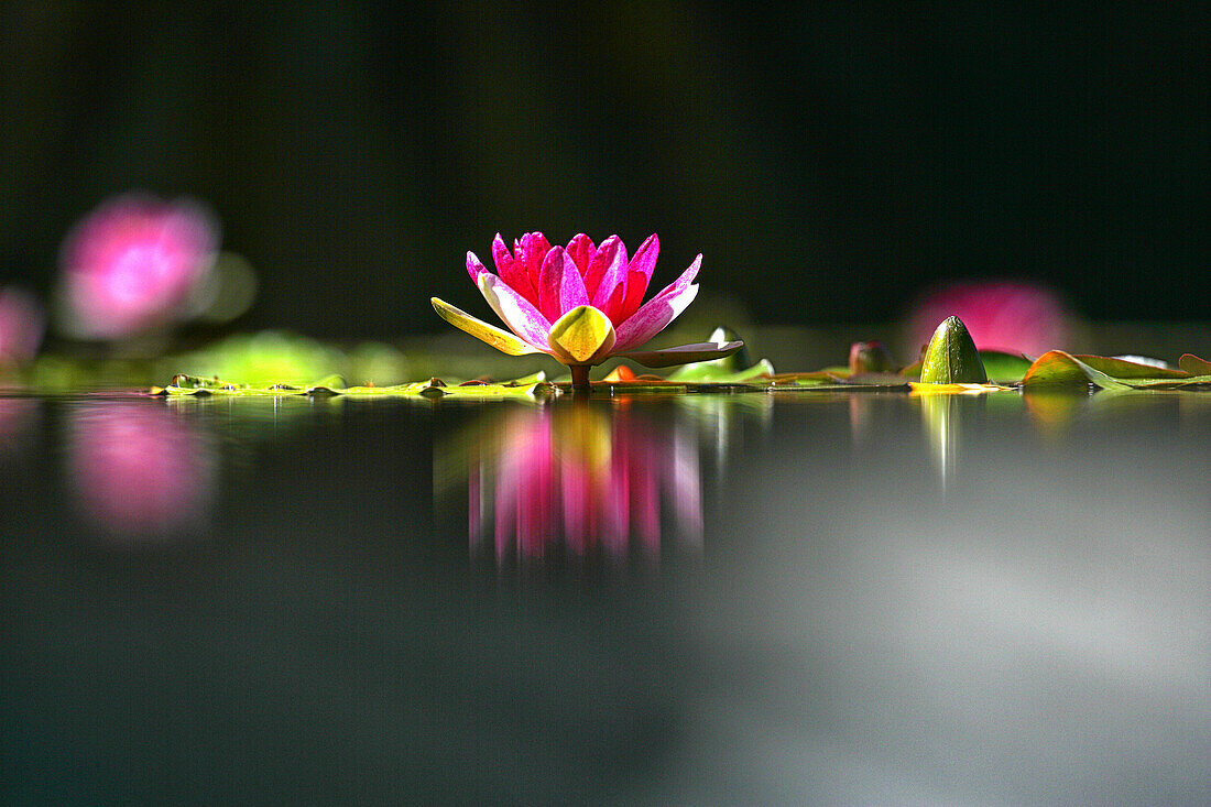 Water Lily Flower And Its Reflection In La Orotava Botanical Garden, Spain