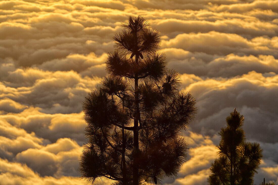 Pine Trees With Cloudscape In The Background At Teide National Park