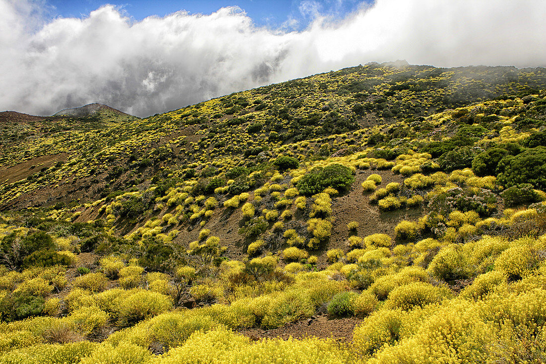 Late Spring Flowers In Bloom Near Spain's Highest Mountain At El Teide On Tenerife