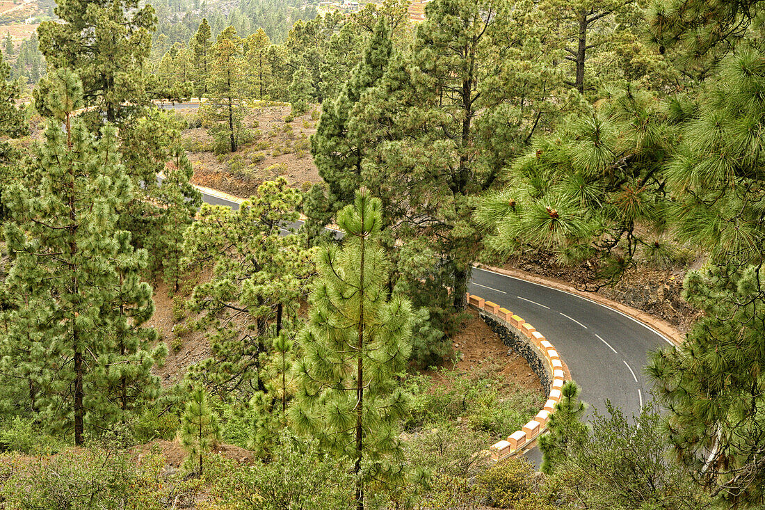 Road Surrounded By Trees In Taganana, Anaga Mountains, Canary Islands, Tenerife