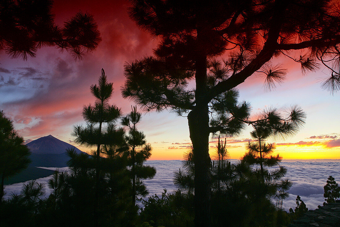 Majestic View Of Cloudscape Beyond A Tree With Silhouetted Mountain In Teide National Park, Spain