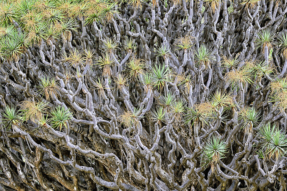 Close-up Of A Dragon Trees In Icod De Los Vinos, Tenerife Island
