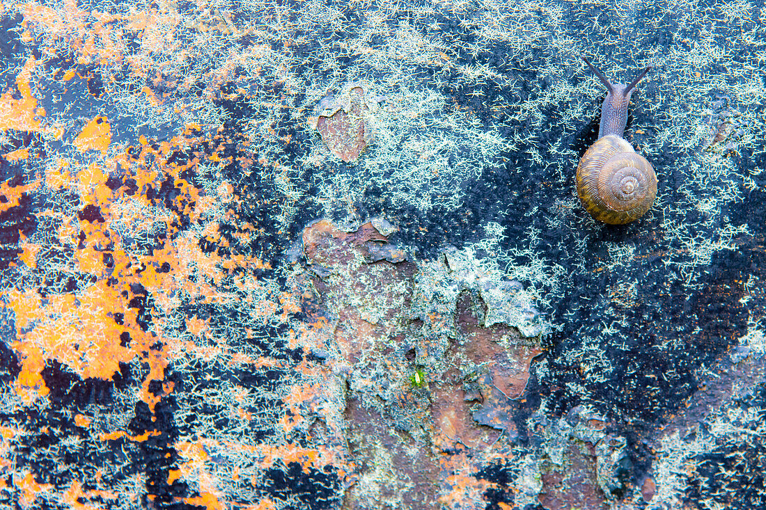Close-up Of Snail Crawling On A Rusty Old Car Hood