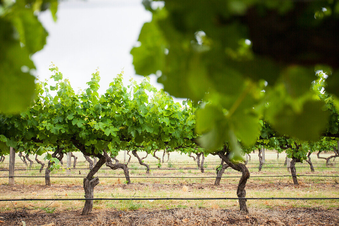 A Perfectly Manicured Vineyard In Margaret River, Western Australia