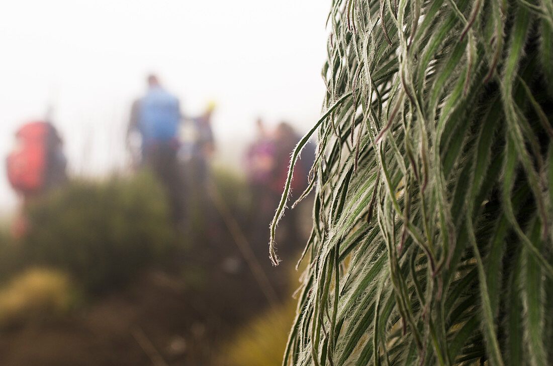 Close-up Of A Giant Lobelia In Mount Kenya