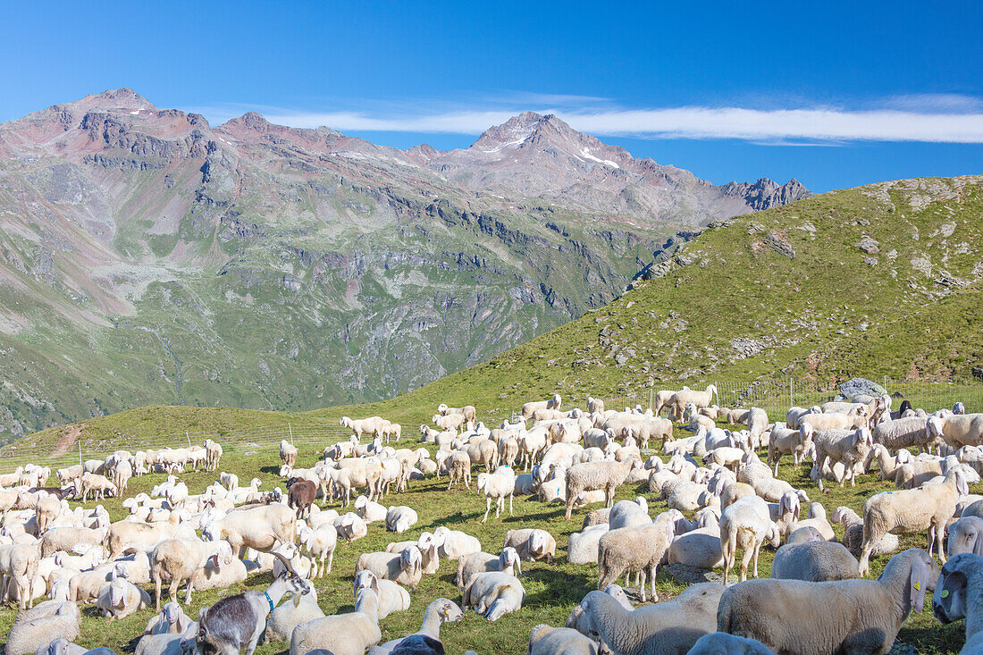 Sheep in the green pastures surrounded by rocky peaks, Val Di Viso, Camonica Valley, province of Brescia, Lombardy, Italy, Europe