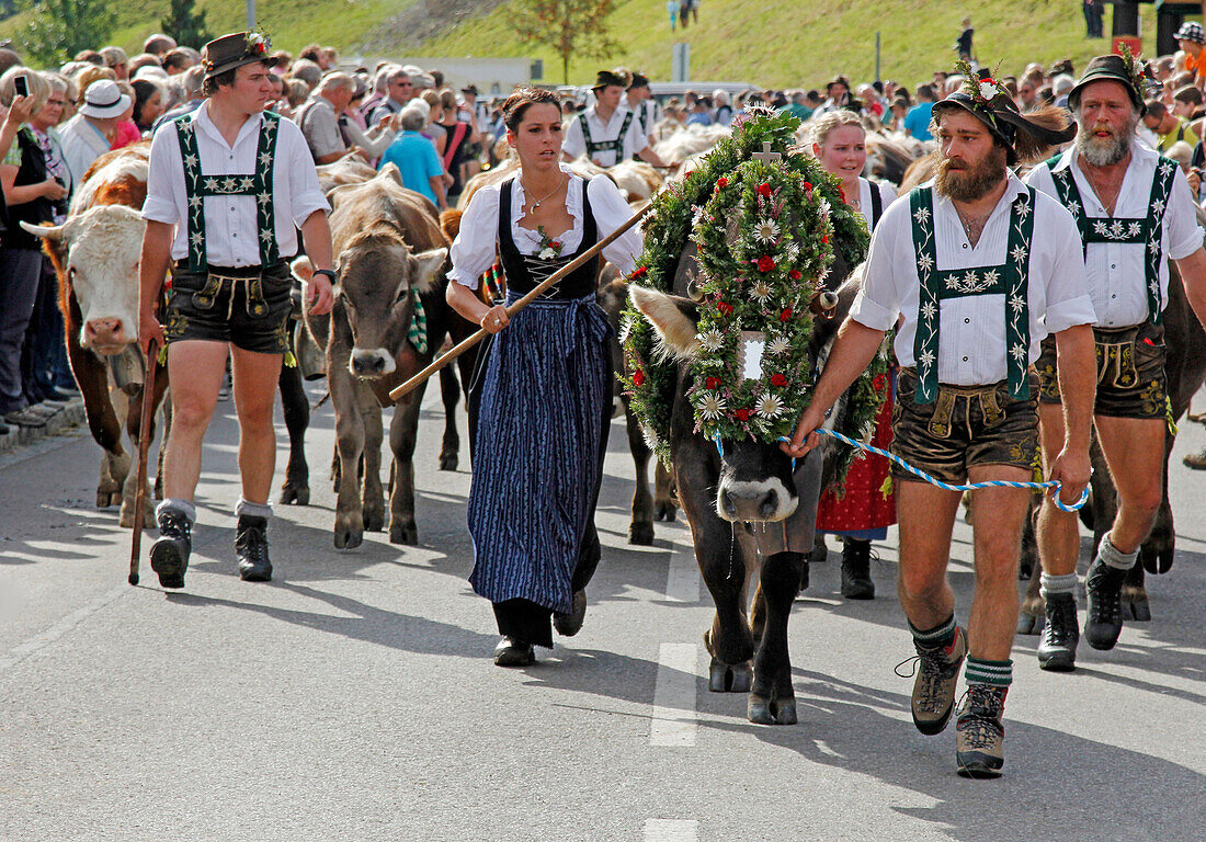 Viehscheid, Annual Driving down of the Cattle from the Summer Mountain Pastures to the Valley, Obermaiselstein, Bavaria, Germany, Europe