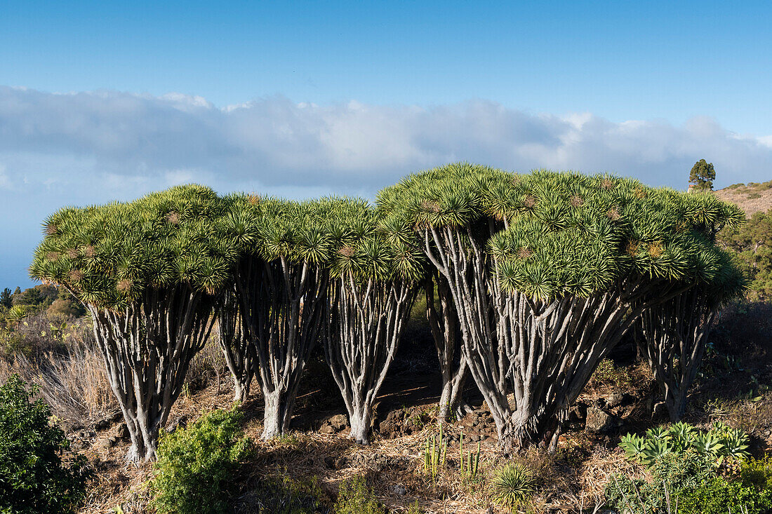 Dragon trees (Dracaena draco), La Palma Island, Canary Islands, Spain, Europe