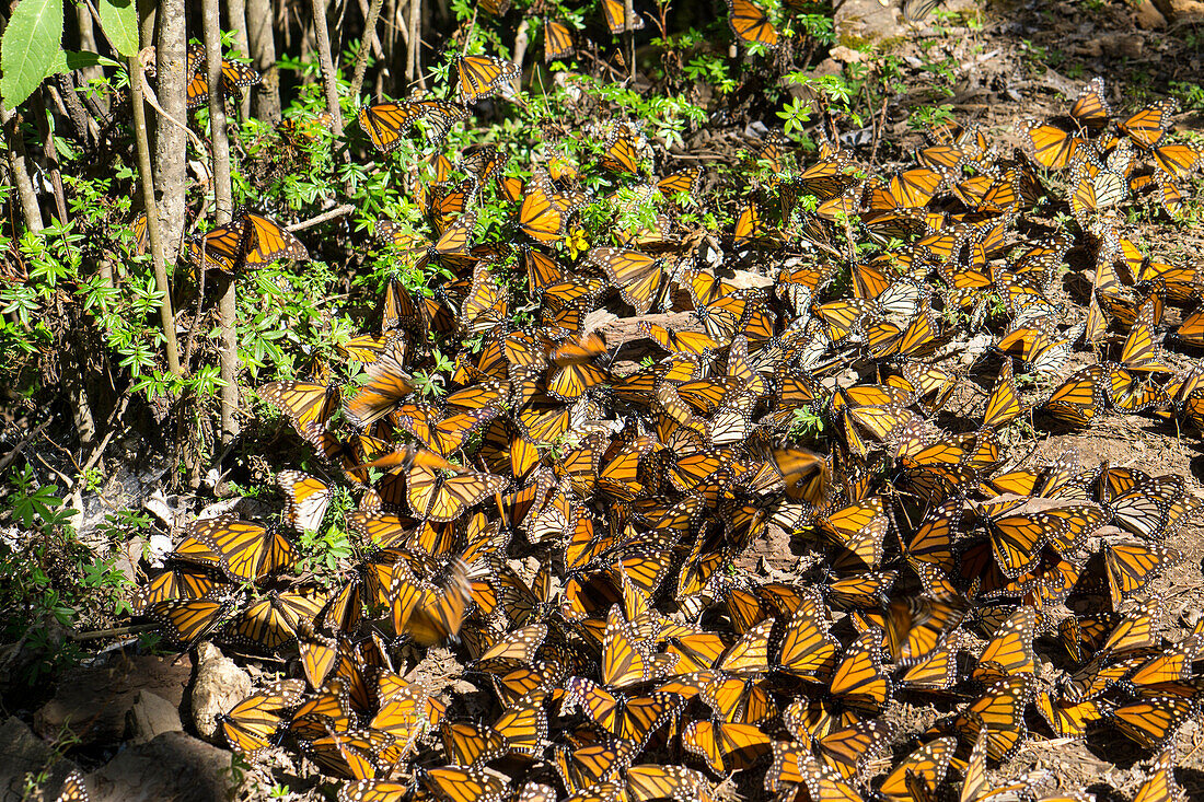 Cerro Pelon Monarch Butterfly Biosphere, UNESCO World Heritage Site, Mexico, North America