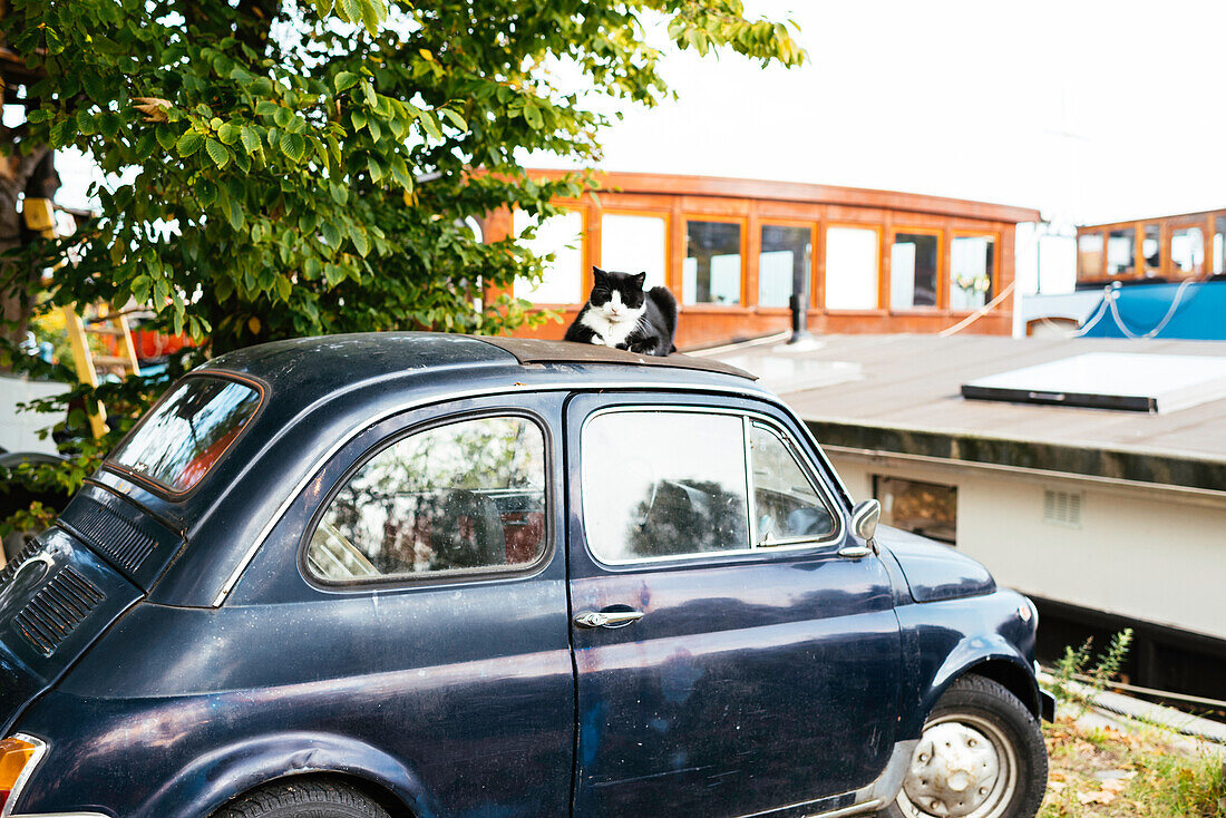 Cat rests on the roof of an old car in front of old barge, Center of Amsterdam, Netherlands, Europe