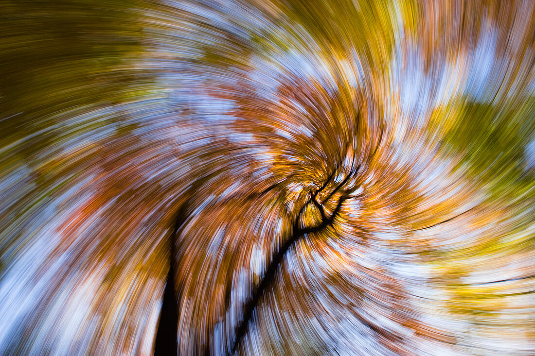 Herbstliche Buche abstrakt, dynamisch, Fagus silvatica, Deutschland