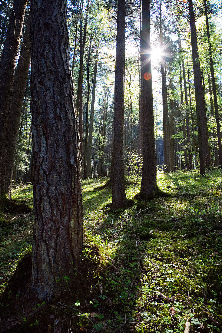 Sonnenstrahlen im Mischwald, Bayern, Deutschland