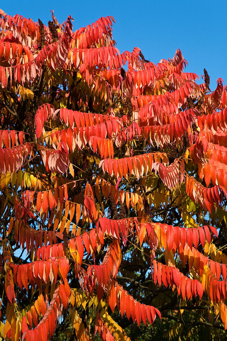 Staghorn sumac in fall, Rhus typhina, Bavaria, Germany, Europe