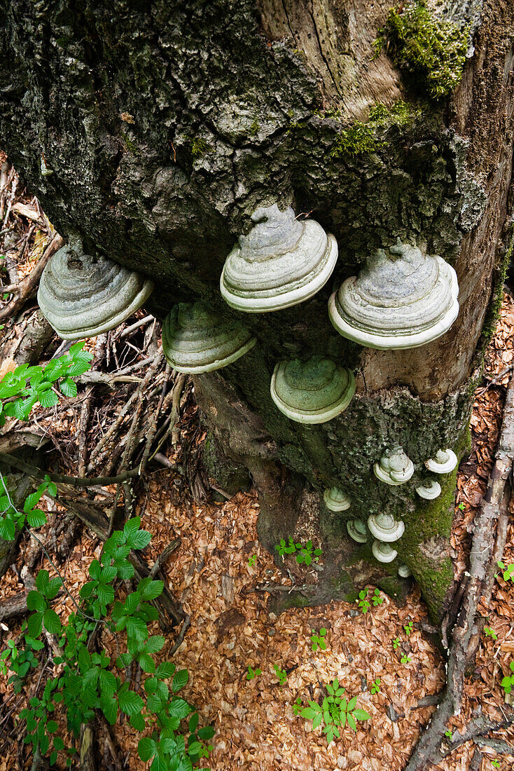 Baumpilze an alter Buche, Zunderschwamm, Fomes fomentarius, Morske Oko Reservat, Slowakei, Europa