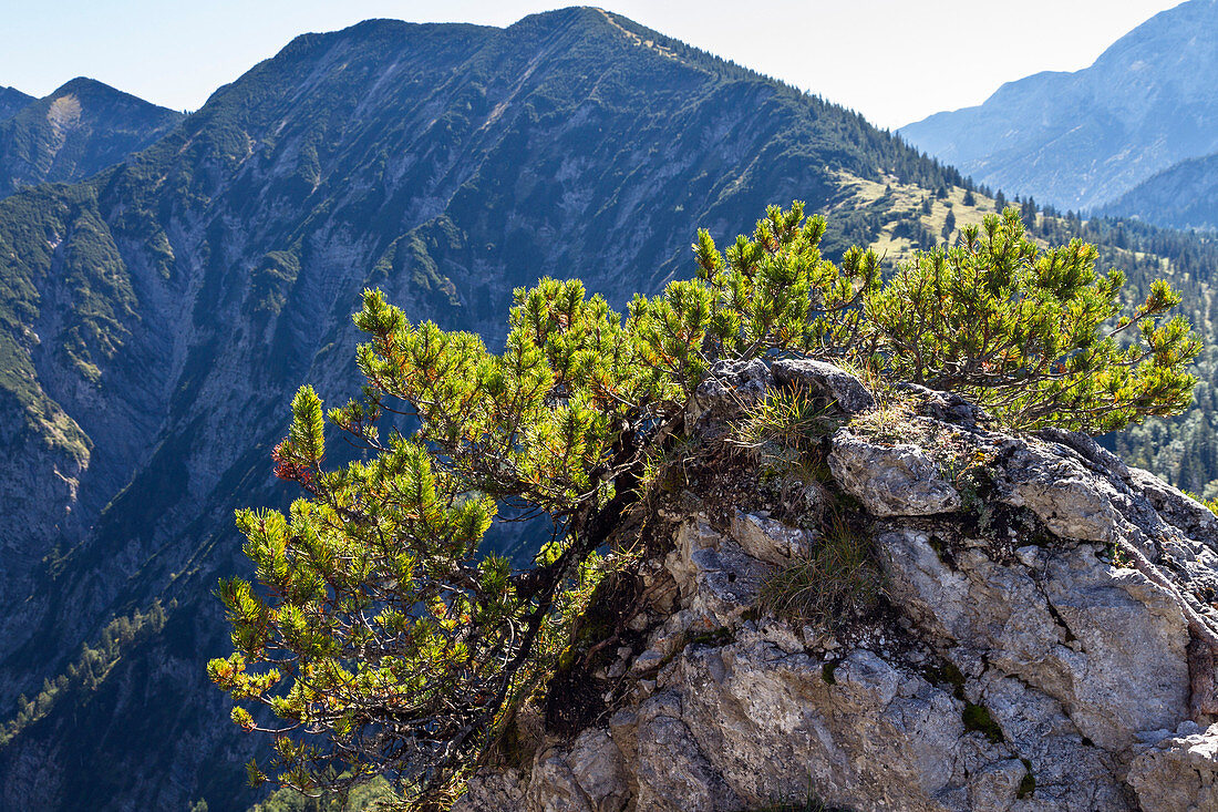 Pine Tree, Pinus mugo, Austria