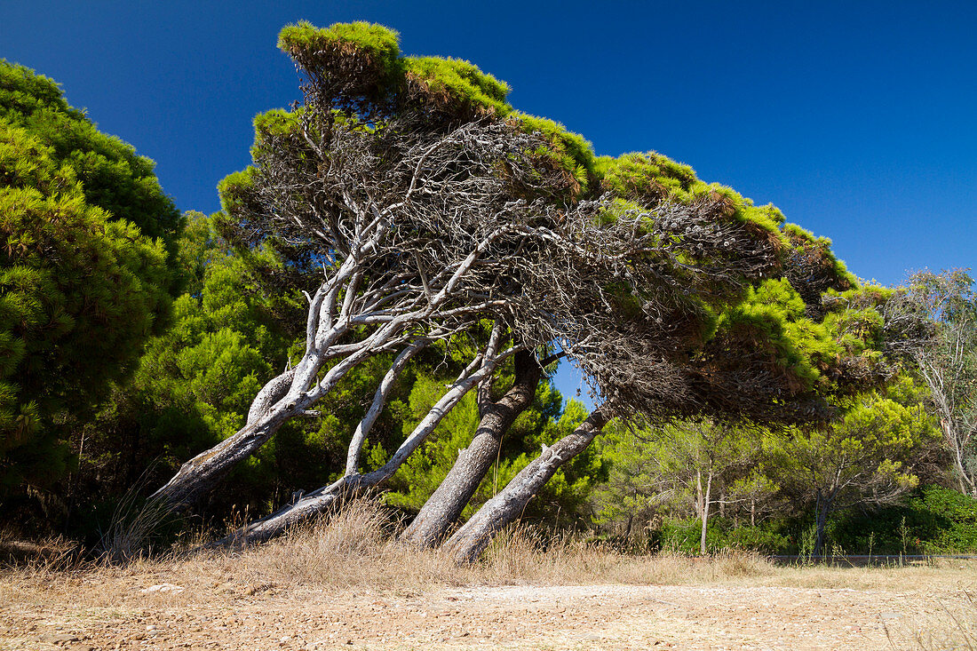 Aleppokiefern, Pinus halepensis, Italien, Europa