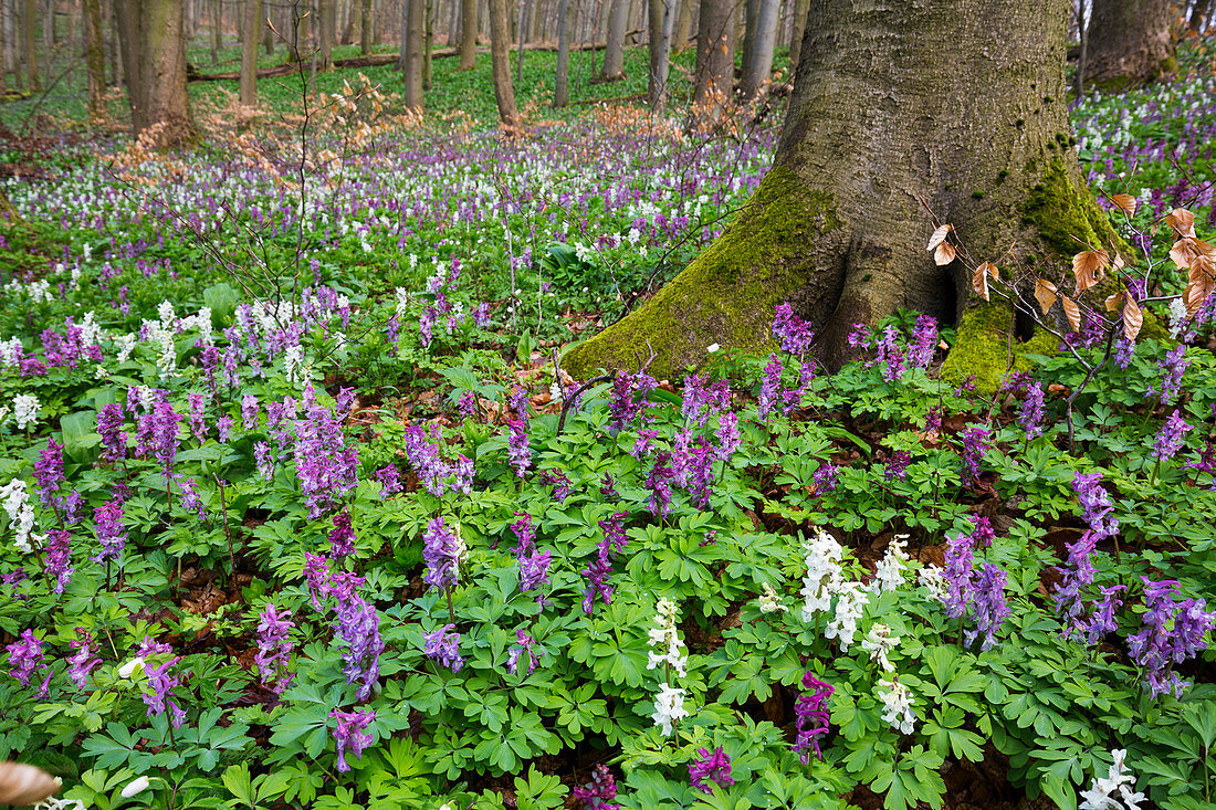 Hohler Lerchensporn in Buchenwald, Frühling, Corydalis cava, Nationalpark Hainich, Thüringen, Deutschland, Europa