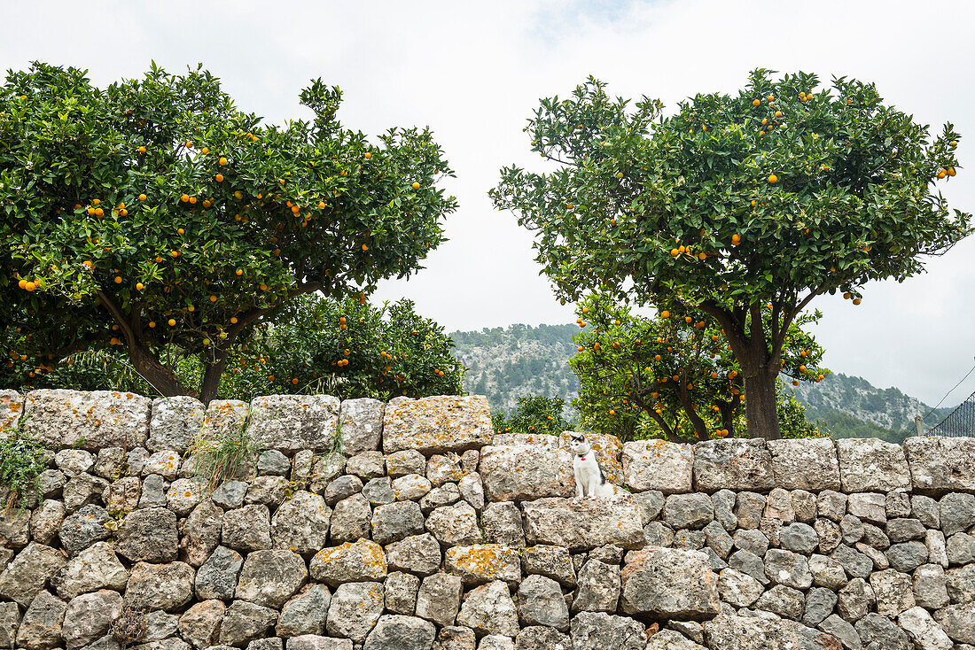 Citrusplantage, Fornalutx, Serra de Tramuntana, Mallorca, Balearen, Spanien