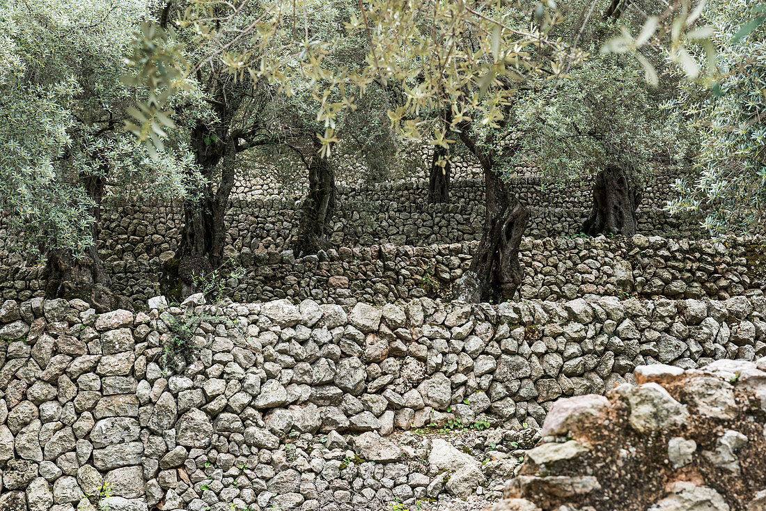 Olivenbäume, Fornalutx, Serra de Tramuntana, Mallorca, Balearen, Spanien