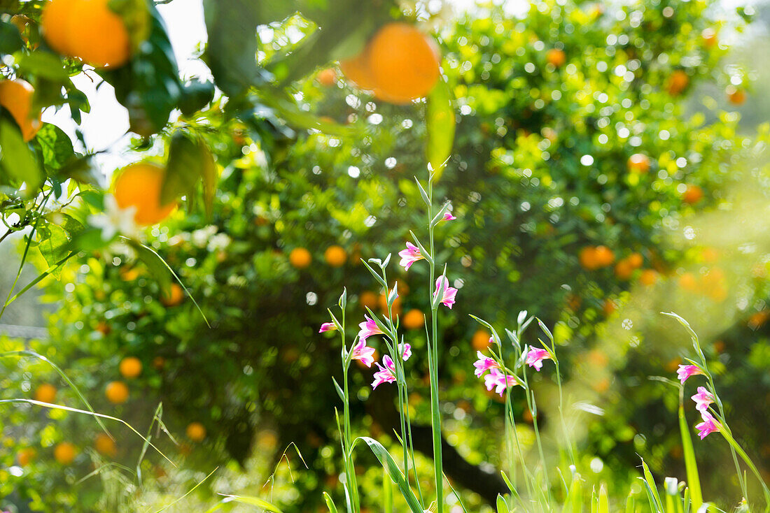 Citrusplantage, Fornalutx, Serra de Tramuntana, Mallorca, Balearen, Spanien