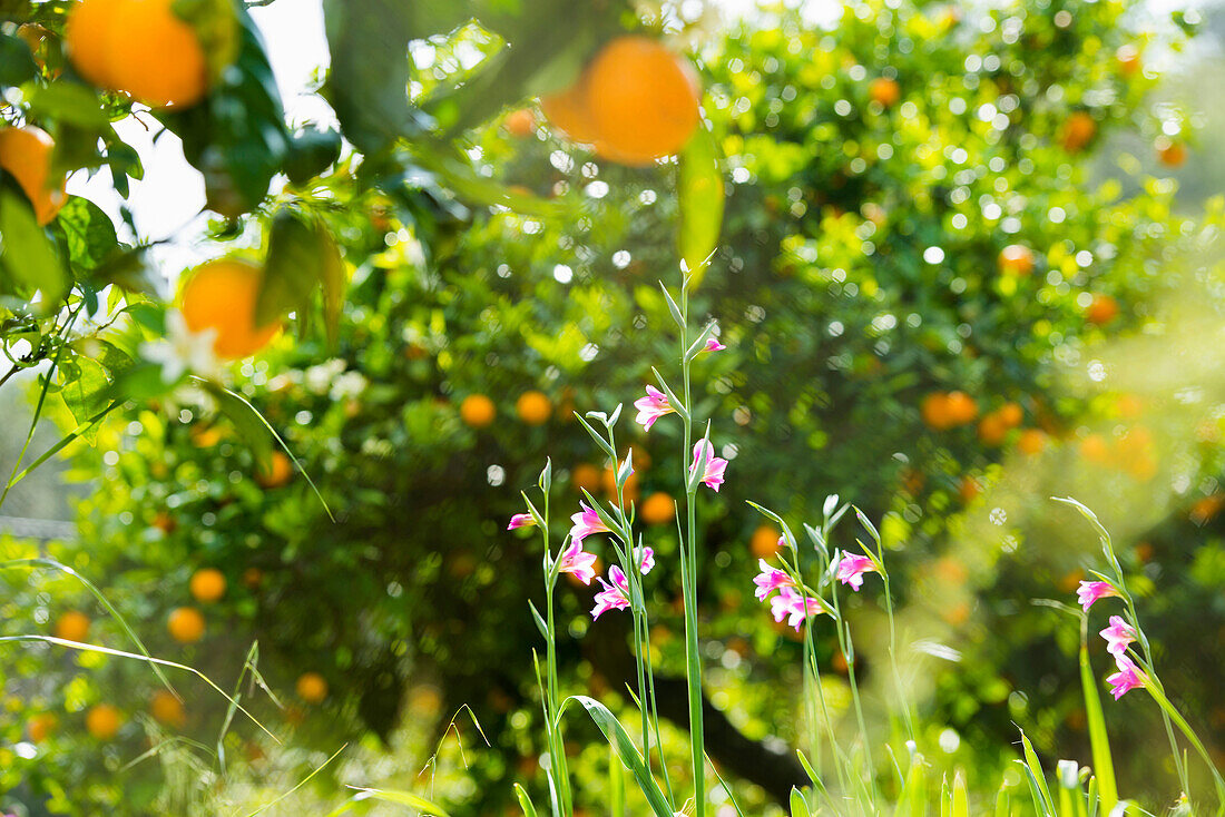 citrus plantation, Fornalutx, Serra de Tramuntana, Majorca, Balearic Islands, Spain