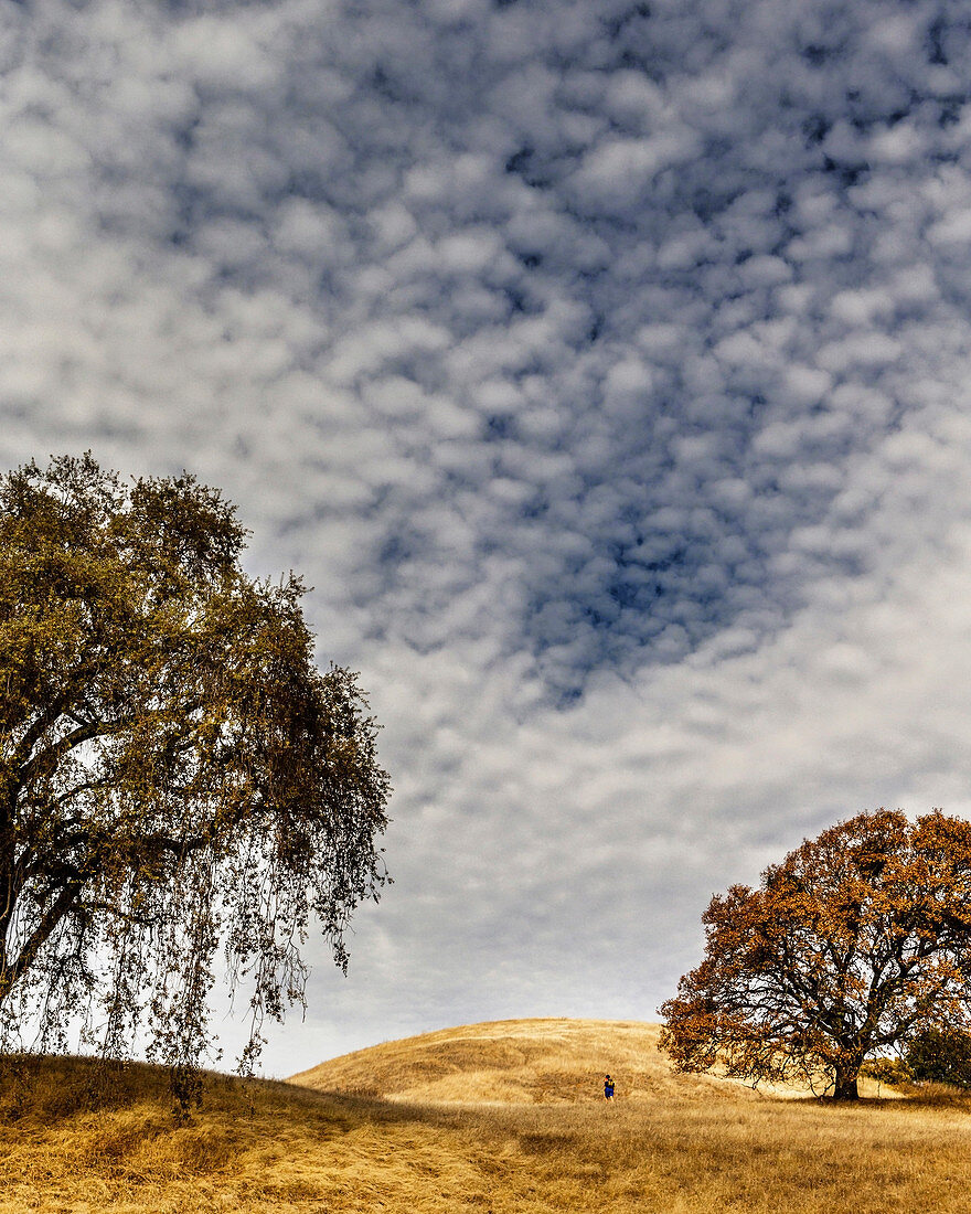 A distant, lone female hiker explores the golden hills of Jack London State Historic Park, situated on the eastern slope of Sonoma Mountain, near Glen Ellen, California.