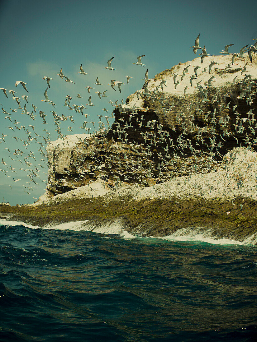 Hundreds of terns fly off the coast of Mexico.