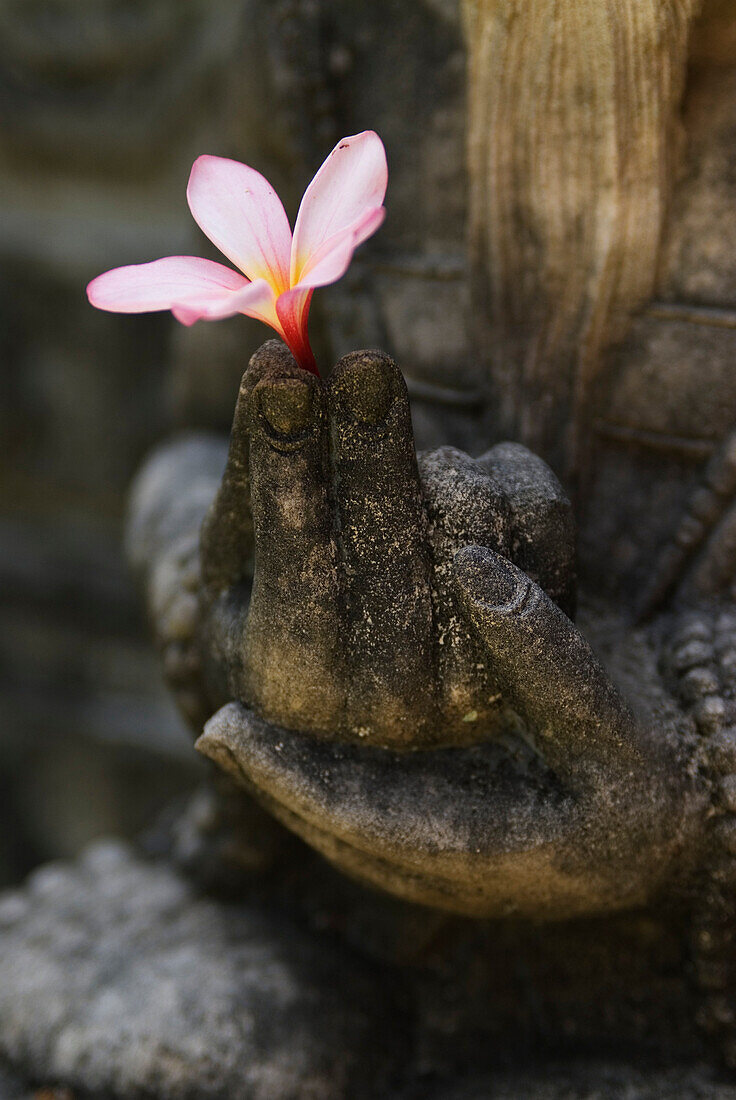 UBUD, INDONESIA-NOVEMBER 22: An Indonesian stone carving holds a fresh Frangipani flower (Plumeria alba) in the town of Ubud on Bali, Indonesia.