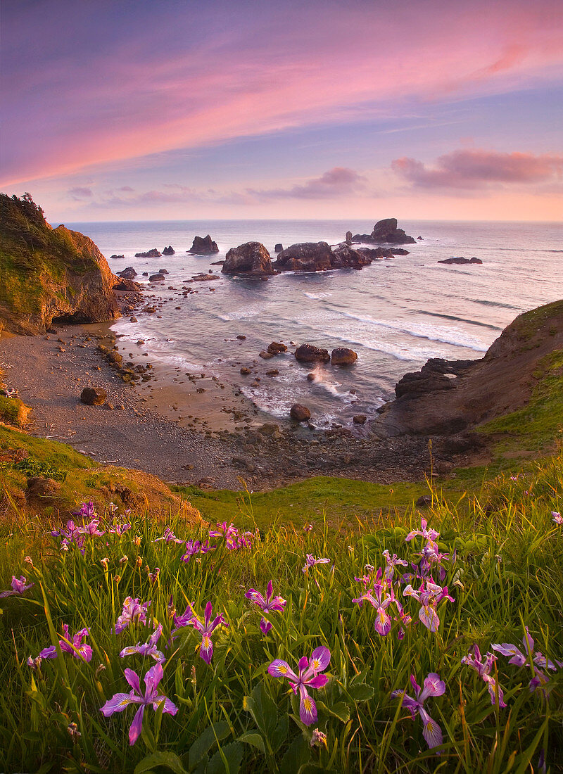 Beautiful wild Irises grow on the cliffs above the Pacific ocean and the sea stacks of Ecola State Park at sunset on Oregon's Coast.
