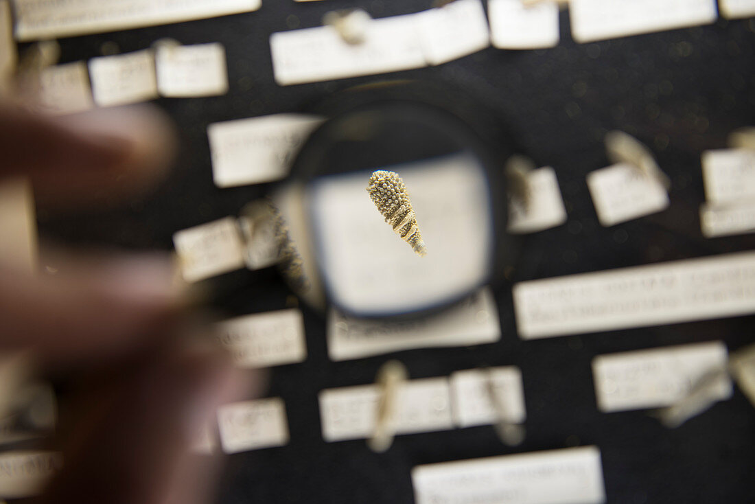Person Vergrößerungskrustacea-Muschel im Museum in Cortina D''ampezzo