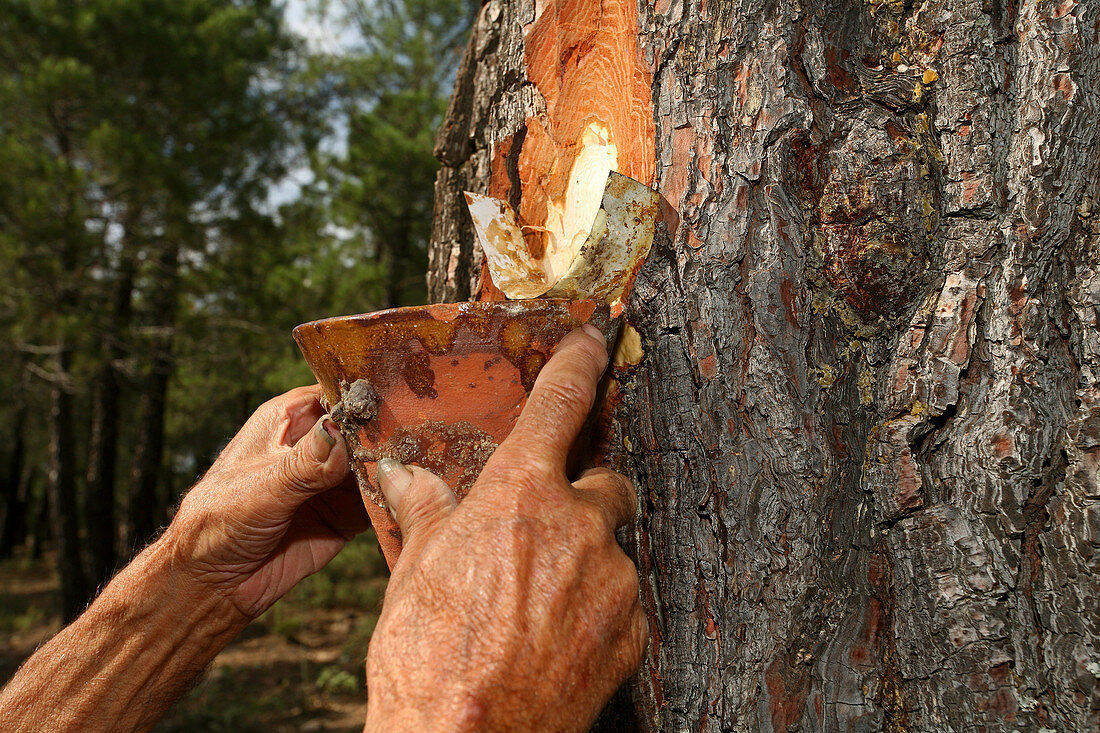 Harvesting resin produced by pine trees. Resins are used in the production of varnishes, adhesives, or perfume