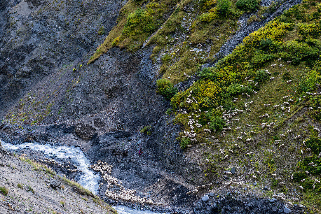 sheep near camp in the National Park of Tusheti