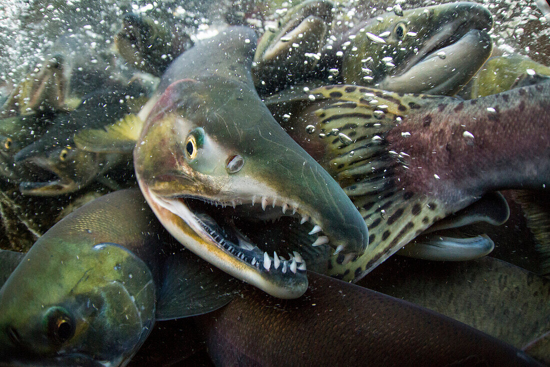 USA, Alaska, Katmai National Park, Underwater view of spawning Red Salmon (Oncorhynchus nerka) along Kuliak Bay