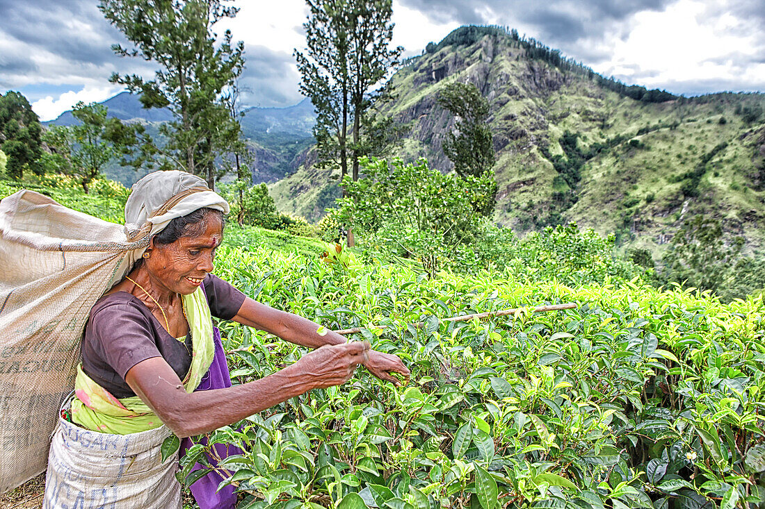 A woman works at tea picking at a plantation near Nuwara Eliya, Sri Lanka.