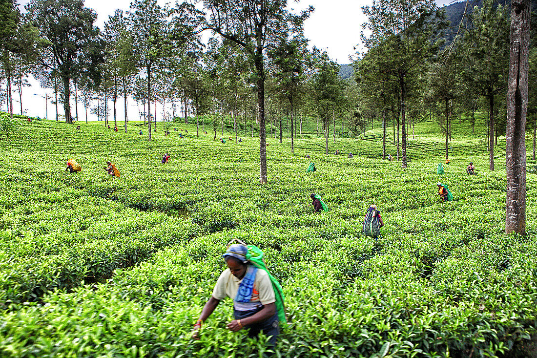 Women picking tea at a plantation near Nuwara Eliya, Sri Lanka