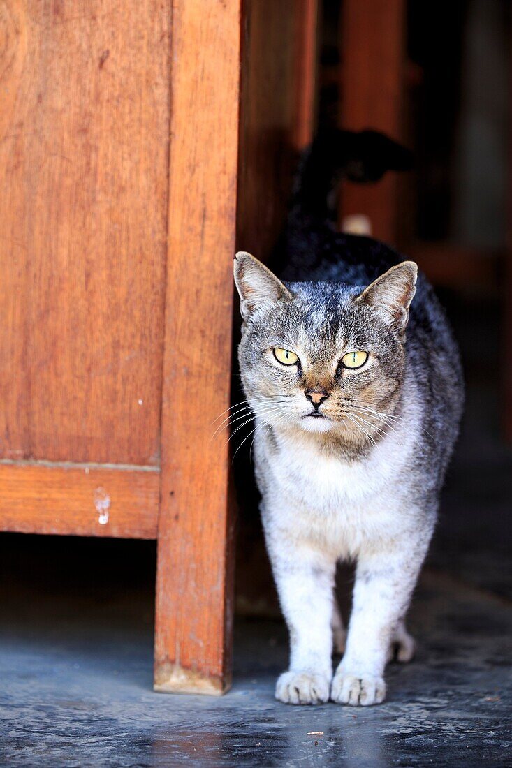 Myanmar, Shan state, Inle lake, Nyaung Shwe township, domestic cat
