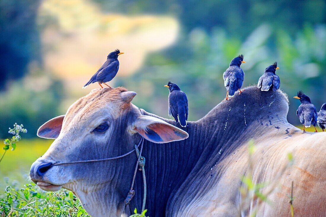 Myanmar, Shan State, Inle lake, Javan myna (Acridotheres javanicus), on the back of a zebu