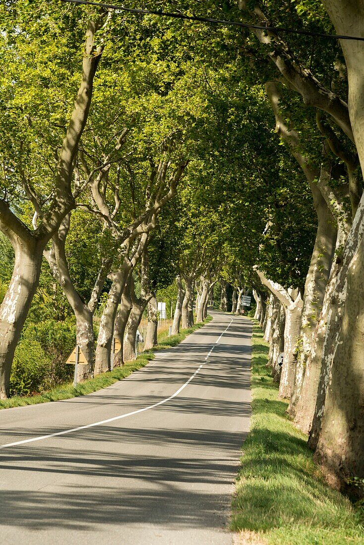 EU, France, Bram Plane trees lining highway D4 approaching the town of Bram in the south of France