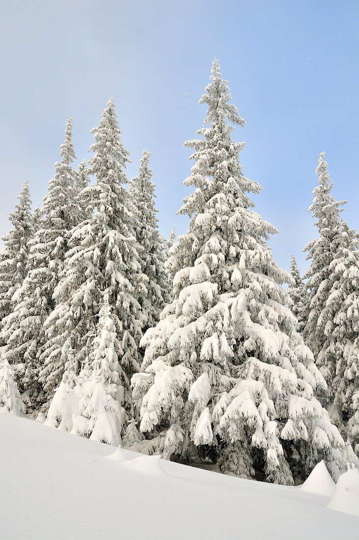 Winter view of spruce forest in the Carpathians mountains of Romania