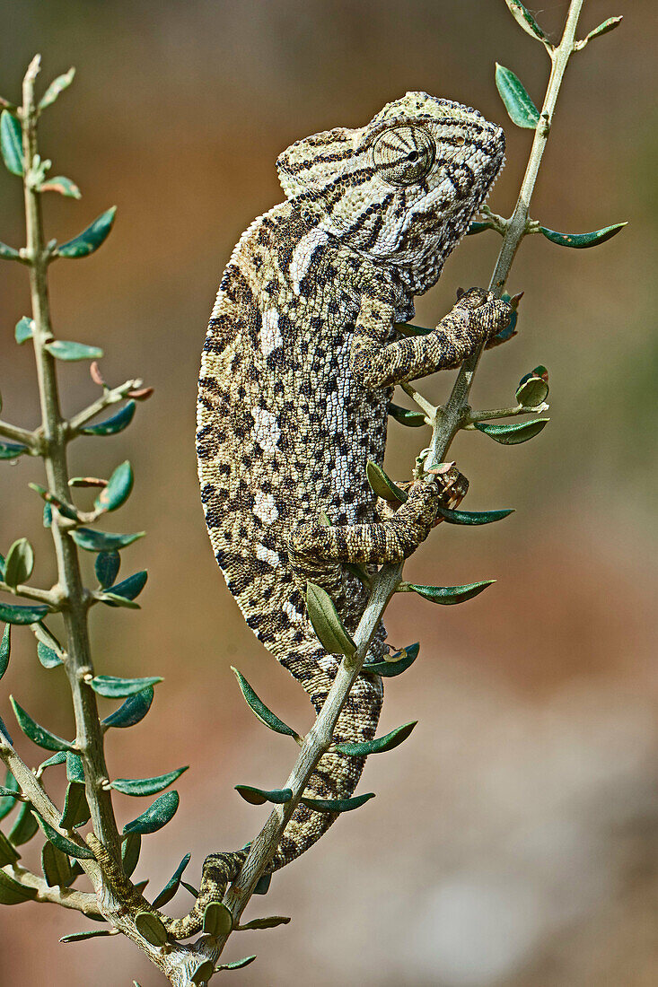 European Chamaleon (Chamaeleo chamaeleon) on a tree branch. Benalmadena, Malaga Province, Andalusia, Spain.