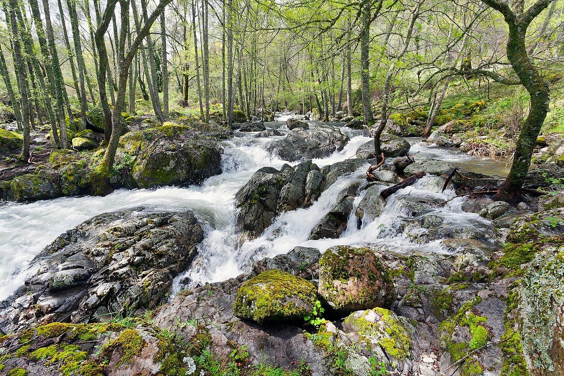 Iruelas river in the Sierra de Gredos Avila Castilla Leon Spain Europe