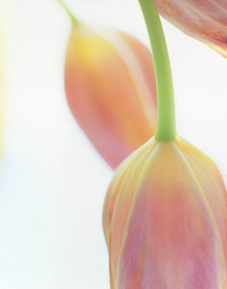 French Tulip